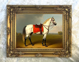 Gilt Framed Oleograph of a White Arabian Horse with a Red Blanket