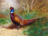Fine Ornate Framed Oil Painting Print on Canvas depicting a Cock Pheasant in a Copse