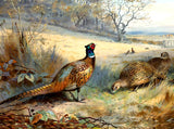 Pheasants in a Rural Landscape  - Fine Oleograph on Canvas after Thorburn