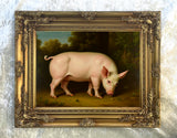 Fine Oleograph on Canvas Portrait of the Prize Pig "Falstaff" in a Stable Yard