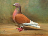 Fine Oleograph on Canvas of a Champion Racing Pigeon
