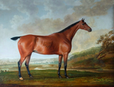 Fine Oleograph on Canvas of a Bay Horse in an Extensive Landscape