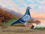 Fine Oleograph on Canvas of the Racing Pigeon "The Leader"