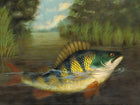 Fine Angling Oleograph on Canvas - Perch Rising to Bait