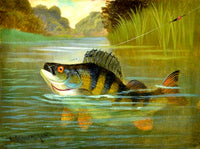 Fine Angling Oleograph on Canvas - Perch On The Hook