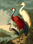 Fine Oleograph on Canvas - Portrait of Cranes Herons & Egrets