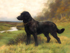 Fine Ornate Framed Oil Painting Print - Black Labrador in a Landscape