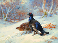 Fine Gilt Framed Oleograph on Canvas of Black Game in Winter aft. Thorburn