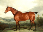 Fine Oleograph on Canvas of a Bay Hunter in a Rural Landscape aft. Ferneley