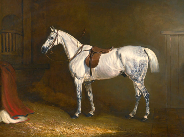 Oleograph on Canvas of a Saddled Grey Hunter in a Loose Box
