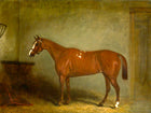 Excellent Oleograph on Canvas - Portrait of a Chestnut Hunter in a Stable