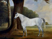 Fine Oleograph on Canvas - Dapple Gray Horse in a Wooded Landscape aft. Ferneley