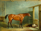 Oleograph on Canvas of a Hunter "The Shaver " aft John Ferneley