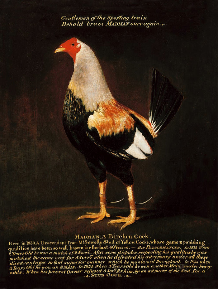 Fine Oleograph on Canvas Portrait of the Game Cock 