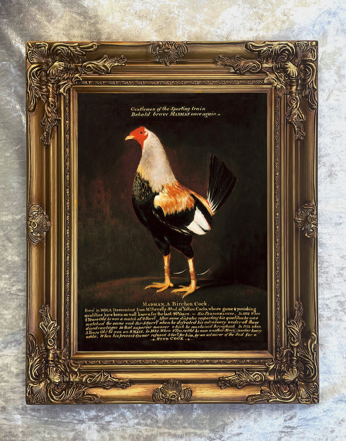 Fine Oleograph on Canvas Portrait of the Game Cock 
