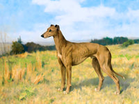 Fine Oleograph on Canvas - A Tan Greyhound in a Landscape