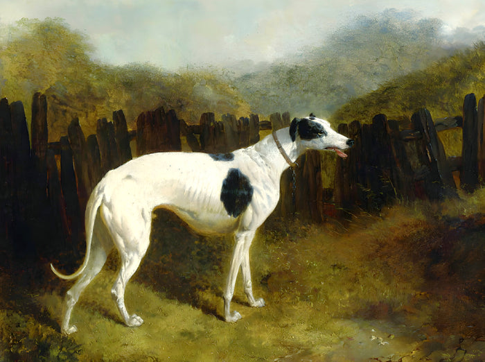 Gilt Framed Oleograph of a Black & White  Greyhound in a Landscape