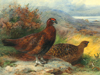 Fine Large Oleograph on Canvas of Red Grouse in a Landscape