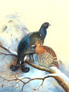Grouse on a Snowy Branch - Fine Lithograph on Canvas aft. Thorburn