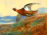 Fine Large Oleograph on Canvas of a Red Grouse