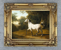 Fine Oleograph on Canvas - A Grey Arab Stallion in a Wooded Landscape