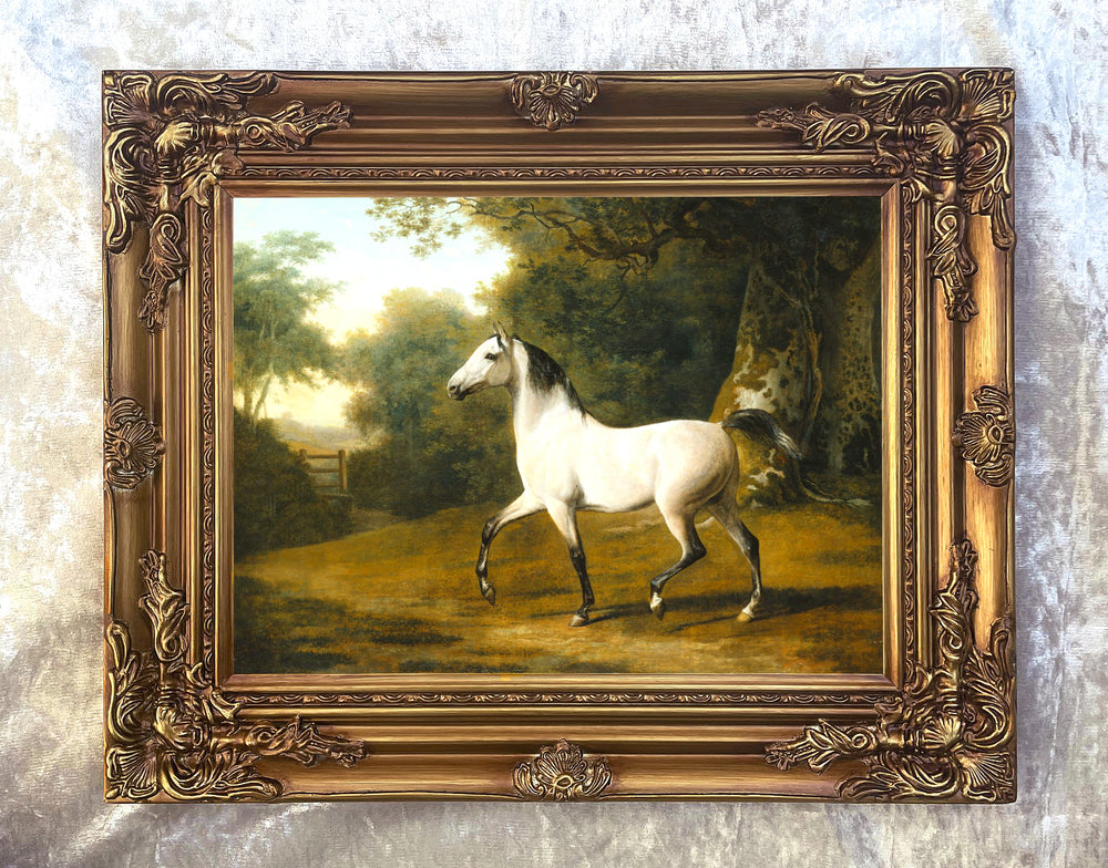 Fine Oleograph on Canvas - A Grey Arab Stallion in a Wooded Landscape