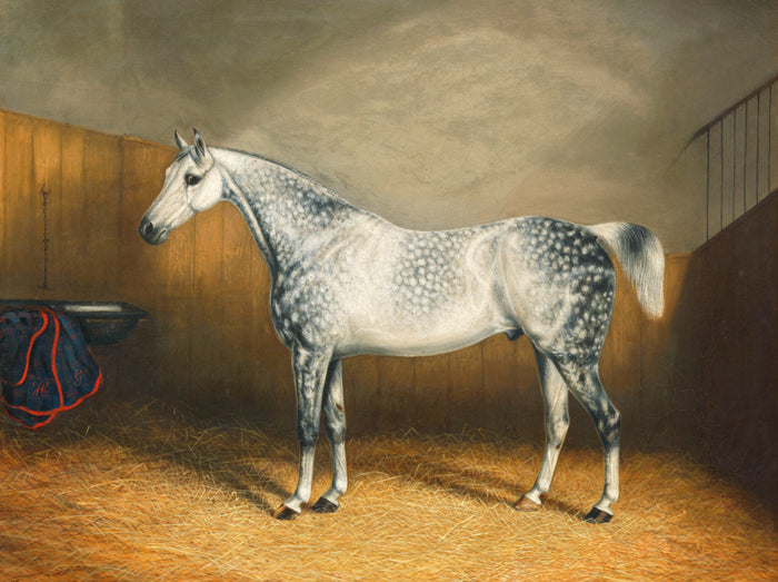 Fine Oleograph on Canvas -Portrait of a Dapple Grey Gelding in a Stable