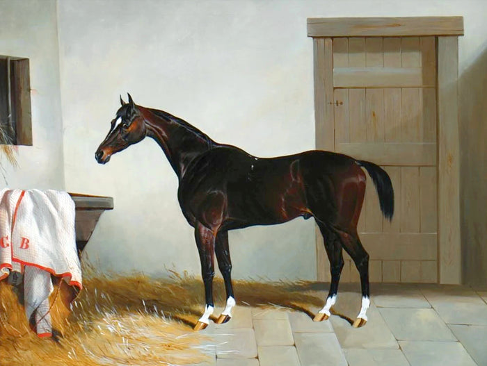Fine Oleograph on Canvas of a Dark Bay Racehorse in a Stable