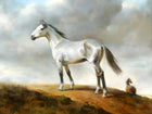 Fine Oleograph on Canvas of a Grey Horse on a Hill Top