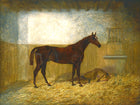 Fine Oleograph on Canvas of a Bay Racehorse in a Loose Box