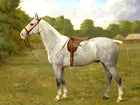 Fine Oleograph on Canvas of a Grey Horse in a Rural Landscape