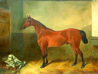 Fine Oleograph on Canvas of a Bay Hunter in a Stable