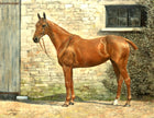 Fine Oleograph on Canvas of a Chestnut Hunter in a Yard