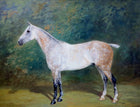 Fine Oleograph on Canvas of a Dapple Grey Hunter