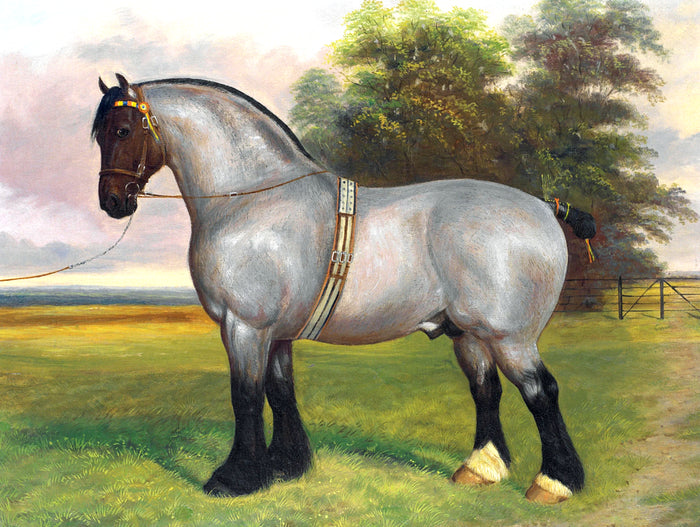 Fine Oleograph on Canvas of a Grey Shire Horse in a Landscape