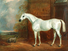 Fine Oleograph on Canvas - A White Stallion by a Stable