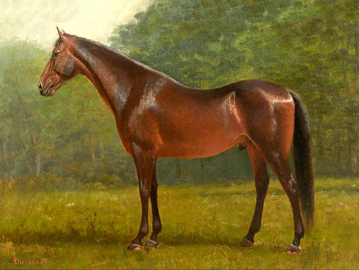 Fine Oleograph on Canvas - A Thoroughbred in a Landscape aft. A Bierstadt