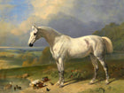 Fine Oleograph on Canvas - Grey Hunter by a Pond aft. J.Herring
