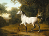 Fine Oleograph on Canvas - A Grey Arab Stallion in a Wooded Landscape