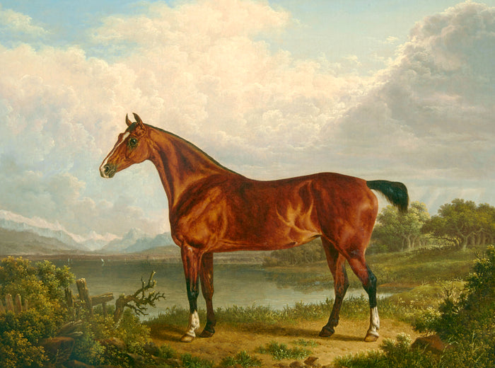 Fine Oleograph on Canvas - Study of a Chestnut Hunter aft. Charles Towne