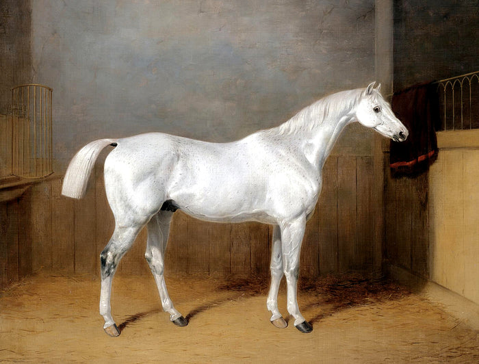 Fine Oleograph on Stretched Canvas - Grey Stallion in a Stable