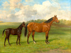 Fine Oleograph on Canvas - Study of a Mare & Foal