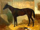 Oleograph on Canvas of a Bay Horse with a Kitten