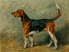 Beautiful Oleograph on Canvas - A Foxhound in a Stable
