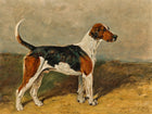 Beautiful Oleograph on Canvas - Portrait of a Foxhound
