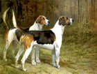 Gilt Framed Oleograph of a Pair of Foxhounds