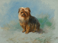 Fine Oleograph on Canvas - Portrait of a Norfolk Terrier aft. Thorburn