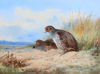 Fine Large Oleograph on Canvas of a Grey Partridge in a Moorland Landscape