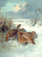 Partridges  in a Winter Landscape - Fine Lithograph on Canvas after Woodhouse