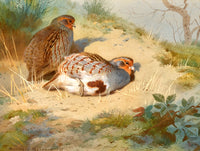 Fine Lithograph on Canvas - Partridges on a Sandy Bank aft. Thorburn